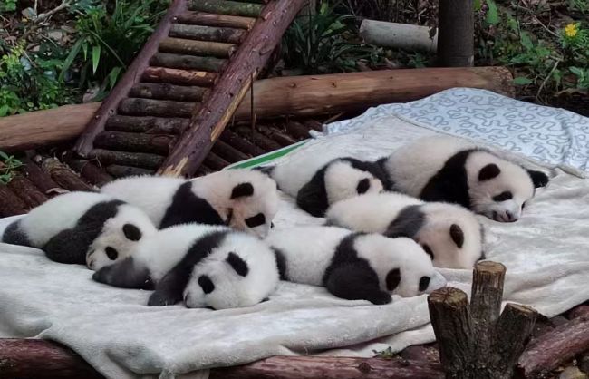 Baby pandas in Chengdu Panda Base