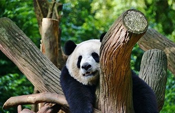 Research Base of Giant Panda Breeding