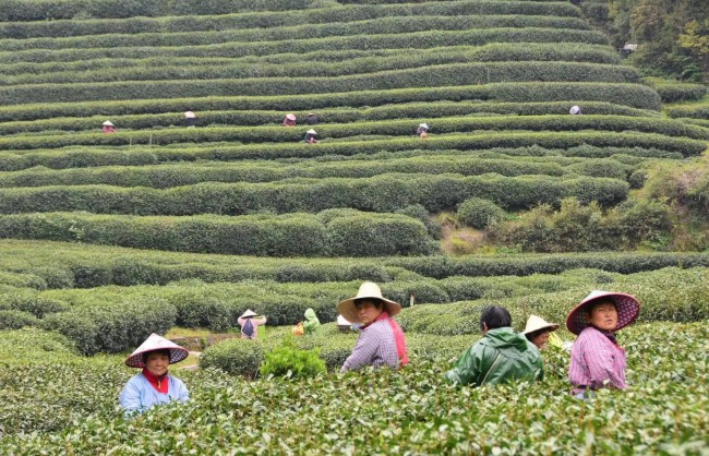 Hangzhou Meijiawu Tea Village
