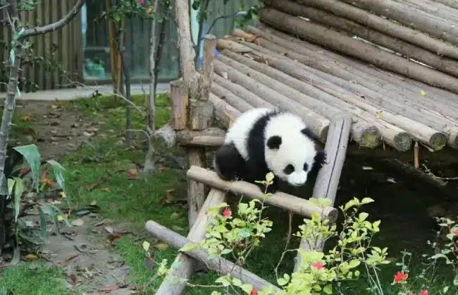 Pandas in Chengdu Panda Base