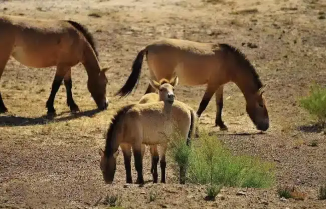 Xinjiang Kalamaili Nature Reserve