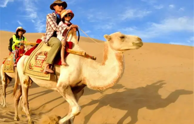 Shapotou Camel Ride - China Xian Tour: Private & Tailor-Made China Tours Shapotou Camel Ride Ningxia