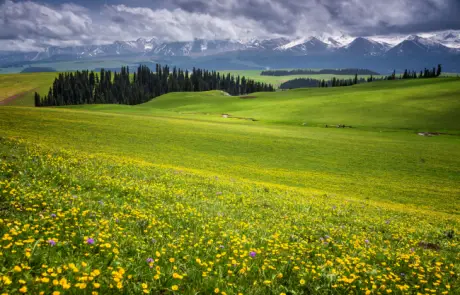 xinjiang-kalajun-grassland - China Xian Tour: Private & Tailor-Made China Tours Visit Kalajun grassland on Northern Xinjiang tours